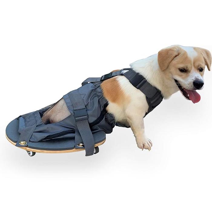 Pet Limb Paraliz Scooter - Heyvan sahibləri üçün vacib bir vasitədir